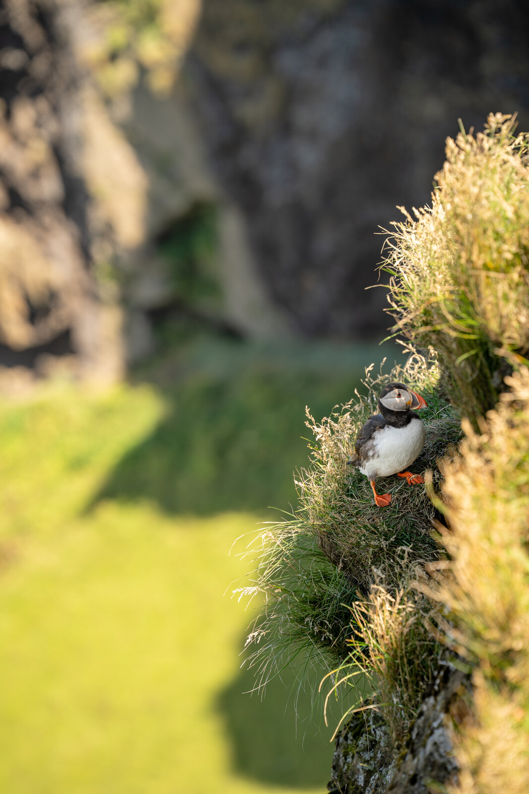 A puffin perched on a ledge of a steep grass-tufted cliff