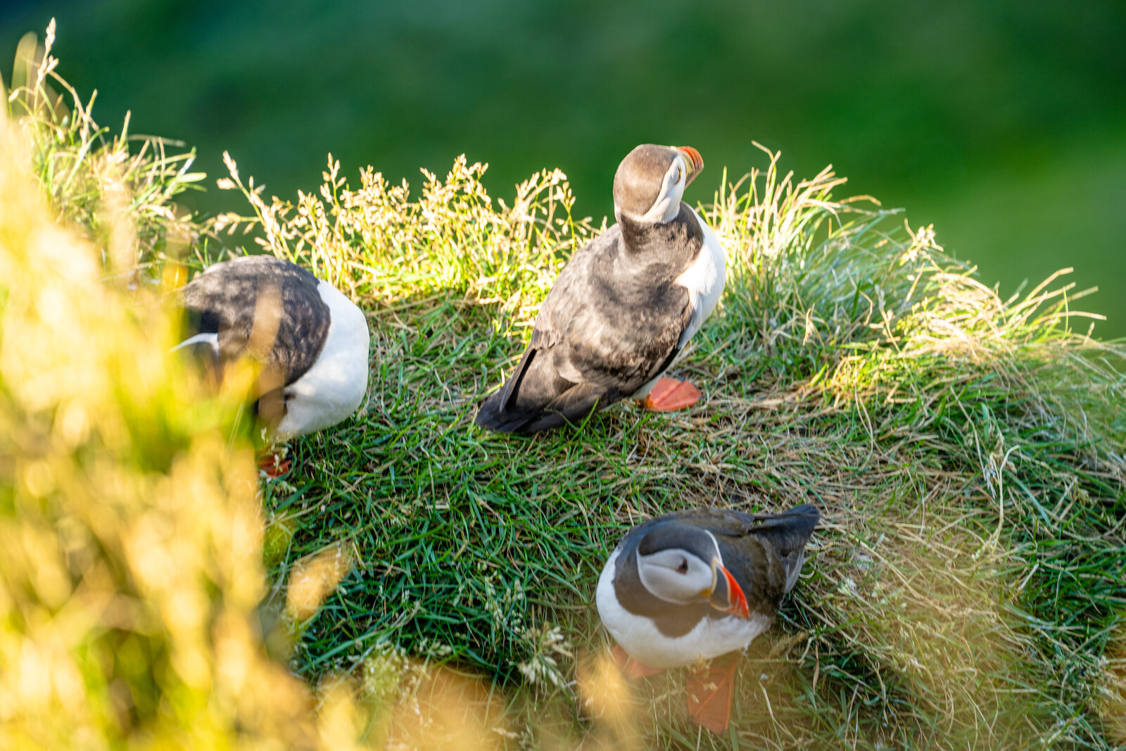 A group of puffins standing in grass on the clifftop at Borgarfjörður Eystri