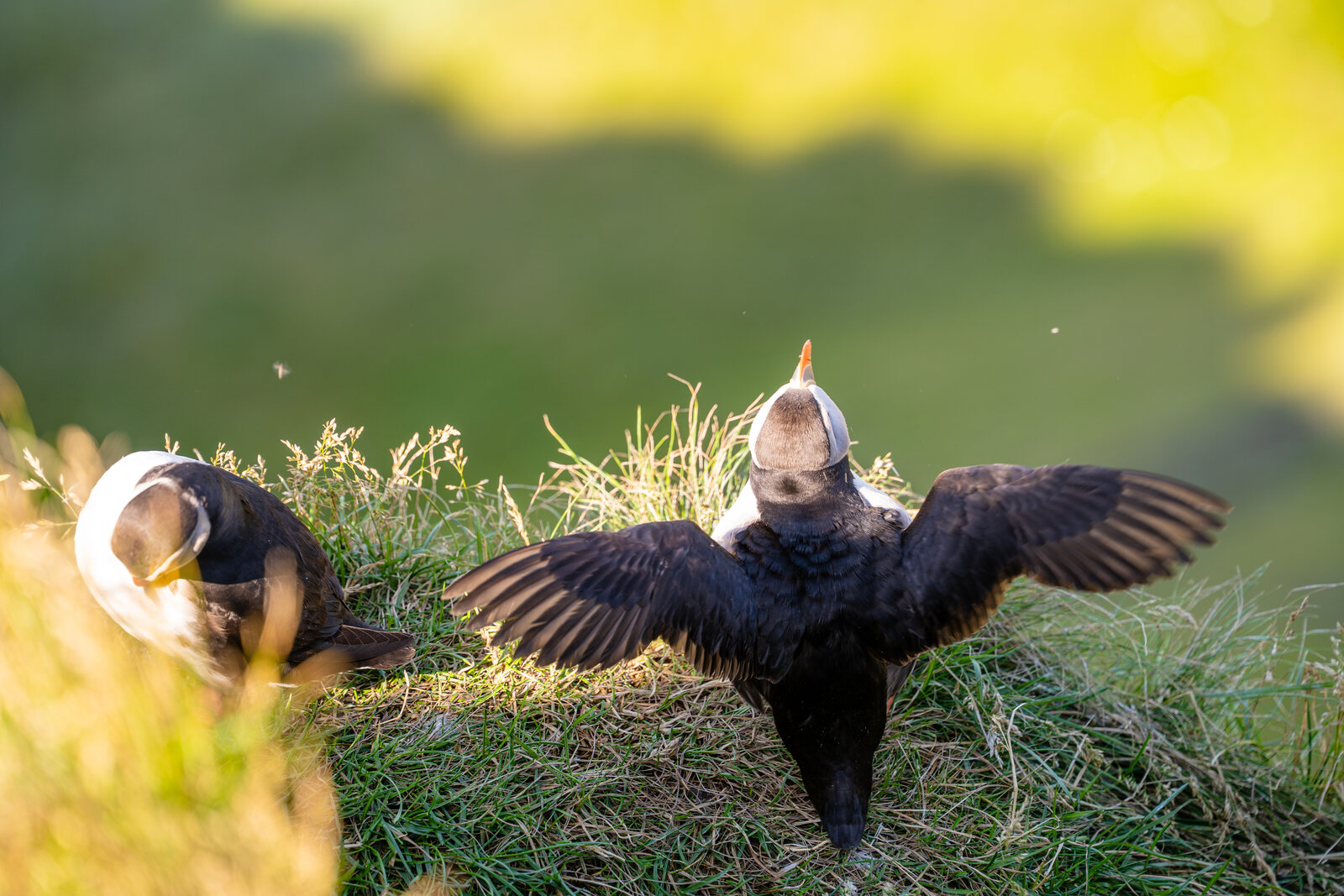 Atlantic puffins on a grassy cliff top, one stretching its wings